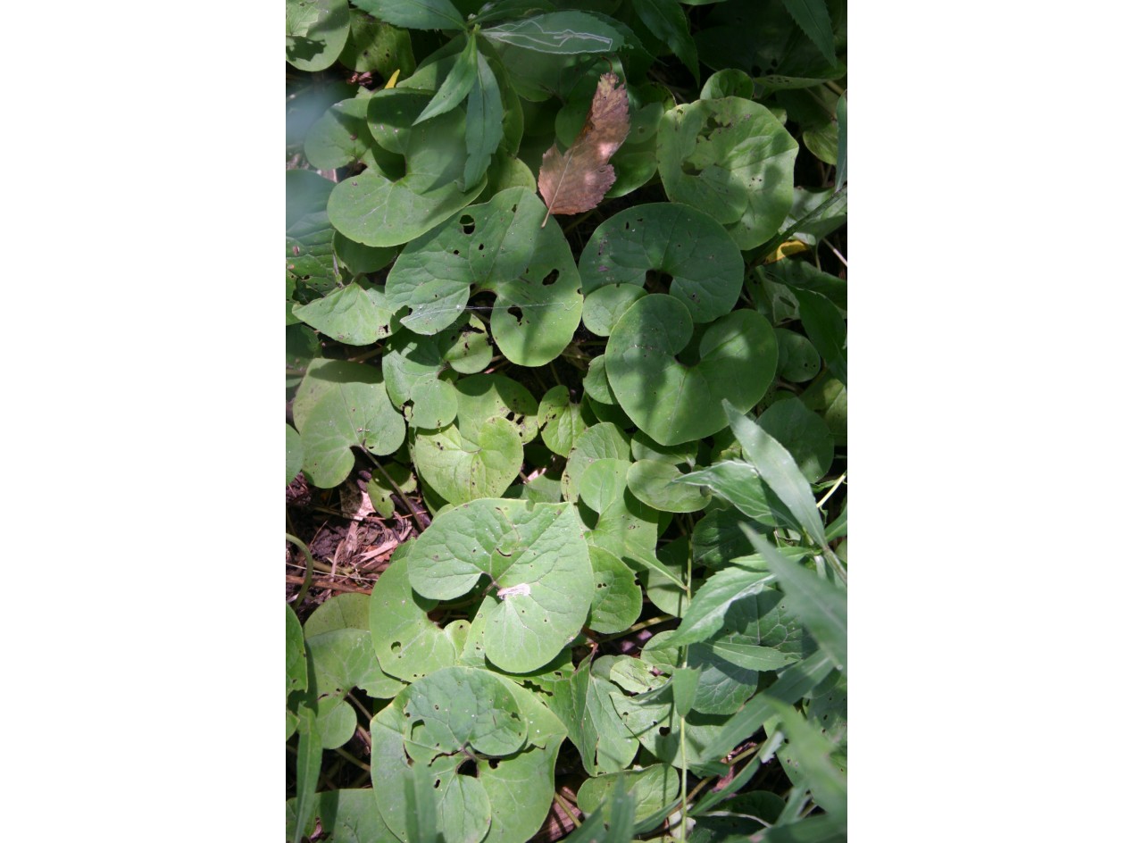 Canadian Wild Ginger